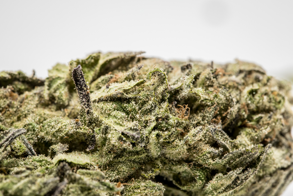 Skunk #1 Strain of Marijuana | Weed | Cannabis | Herb | Herb