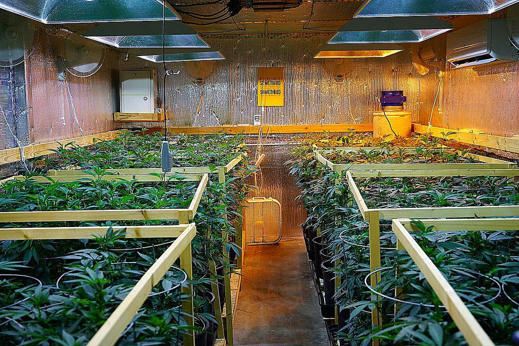 36648201365 b82f8f5d28 b Californias high taxes on legal weed could fuel a black market return